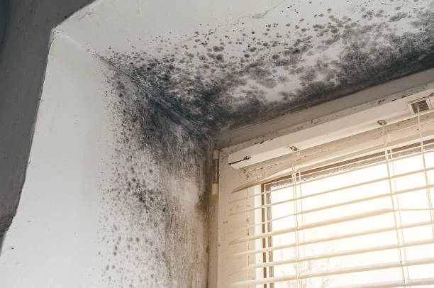 Affordable Mold Cleanup solutions in Williamsburg, PA